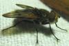 Ectophasia sp.